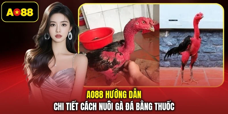 AO88 hướng dẫn chi tiết cách nuôi gà đá bằng thuốc